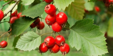 Ukrasno drveće i grmlje: bodljikavi glog (obični)